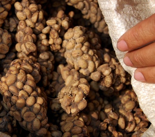 Kopi Luwak The World S Most Expensive Cat Poop Coffee By Danny Age Of Awareness Medium