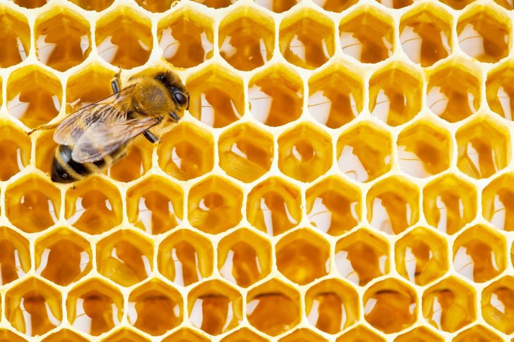  Hive- steps for beekeeping