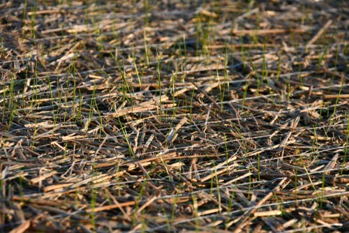 How To Keep Grass Seed From Blowing Away Axetreepros Medium