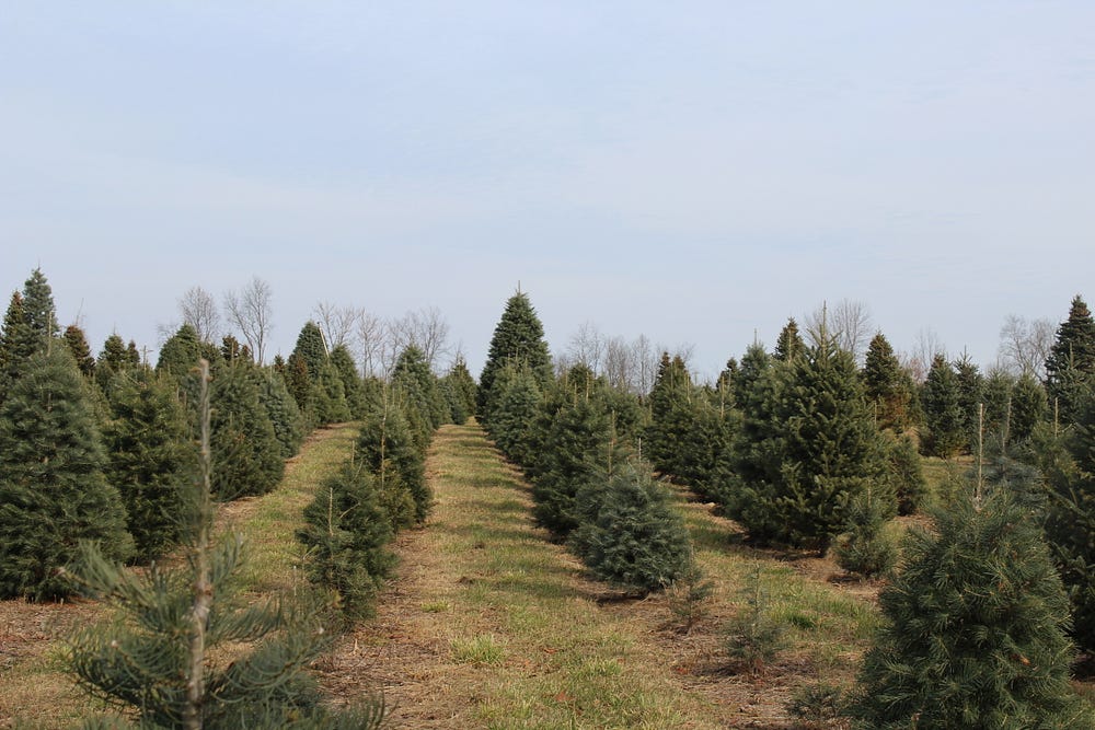 Christmas Tree Picking in the Hudson Valley by Nicolette Muro The
