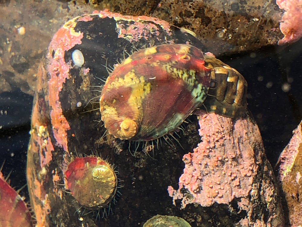‘Reef Roombas’ Why the endangered pinto abalone is a vital ecosystem