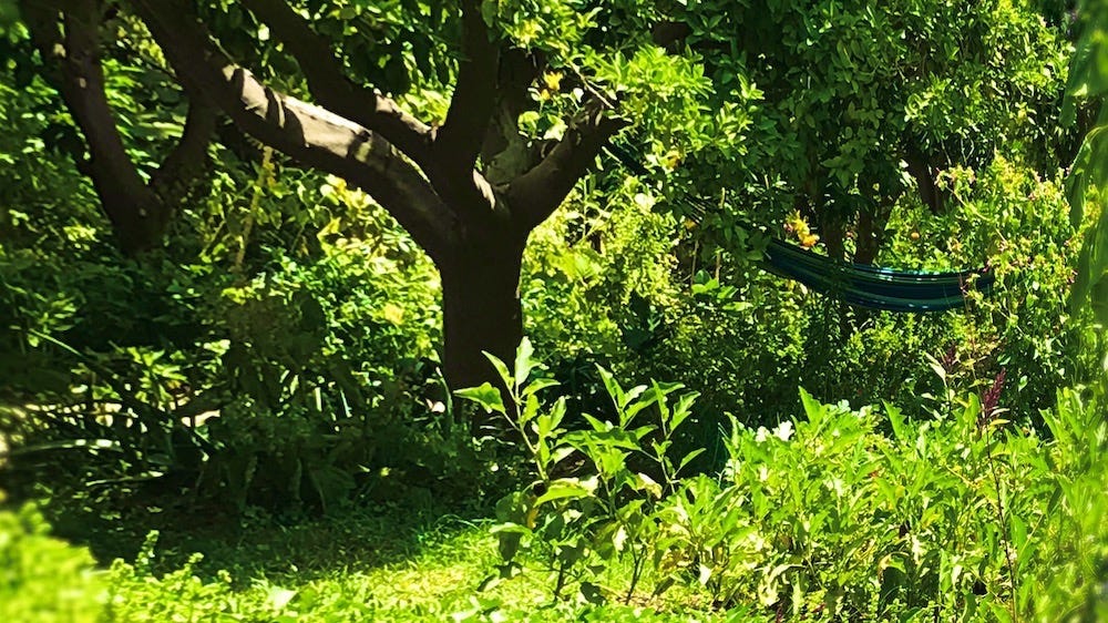 Hammock hanging in permaculture garden