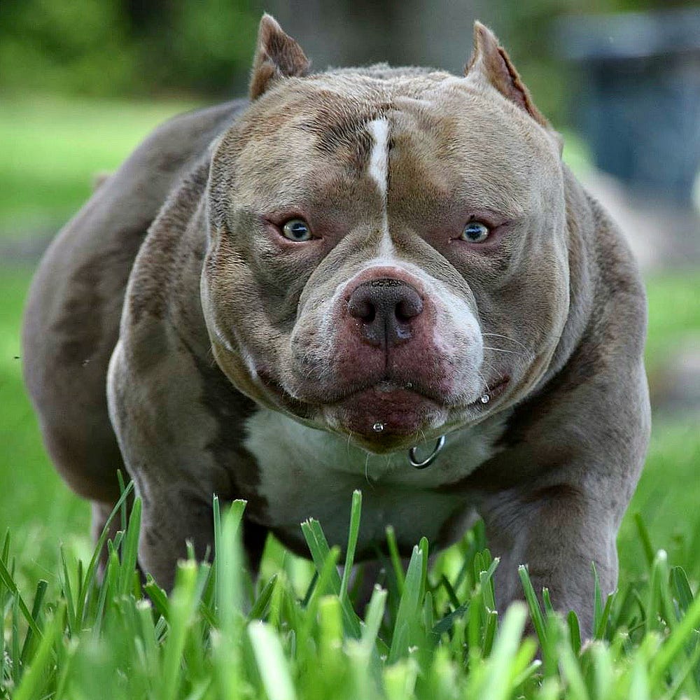 Best American Bully Breeding Top Extreme Build Pocket Bully Puppies For Sale By Venomline Pocket Bully S Venomline Medium