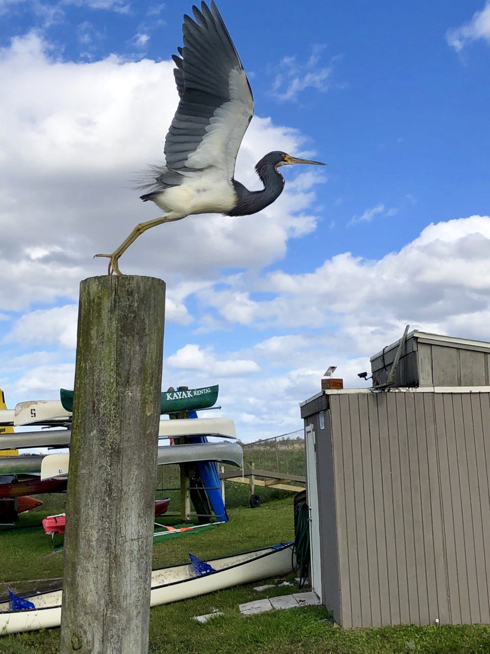 Tricolored heron takes off from pole