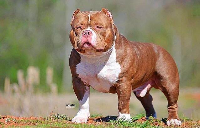 The Merle Coat Acceptable In The American Bully Breed By Bully King Magazine Bully King Magazine Medium