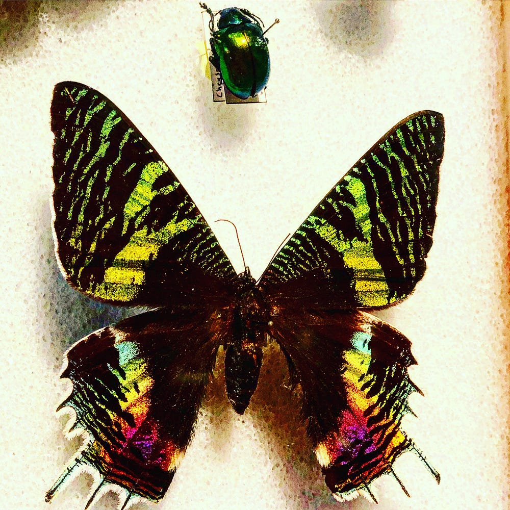 A rainbow and black striped butterfly sits pinned inside a case with a green shiny beetle is pinned above it.