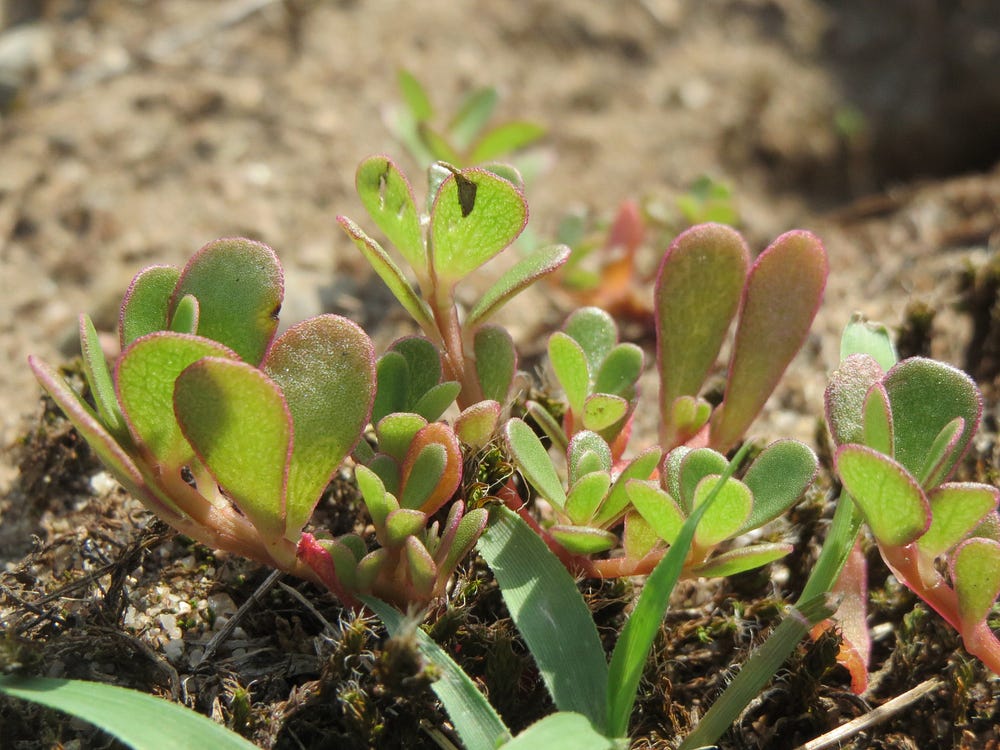 What Are The Best Heat Loving Green Vegetables By Cindy Heath Think Sustainable Medium