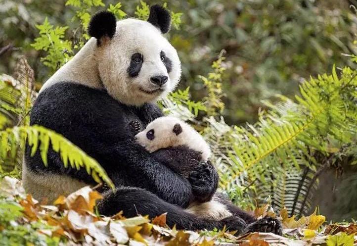 AI Listens to Panda Love Sounds, Predicts Mating Success