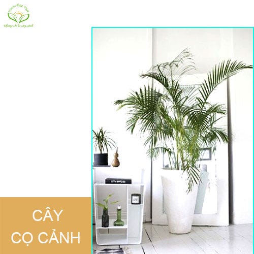 Gợi ý 43+ mẫu cây cảnh phong thủy trong nhà, gia tăng thịnh vượng các thành  viên | by vuon cay viet | Medium