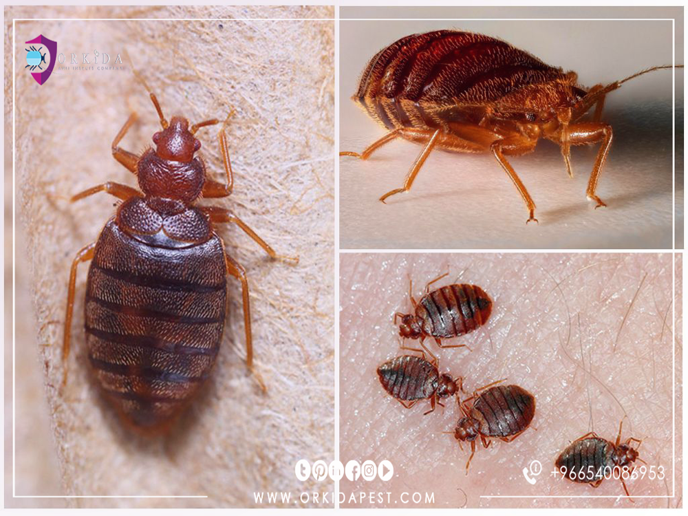 حشرة البق ما هي أضرار بق الفراش وكيفية علاج البق نهائيا؟ | by ORKIDA PEST |  Medium