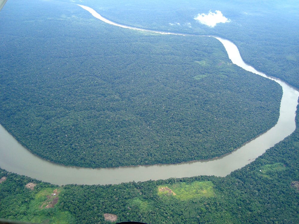 Artificial Intelligence and Rainforest Connection - Alex Moltzau - Medium