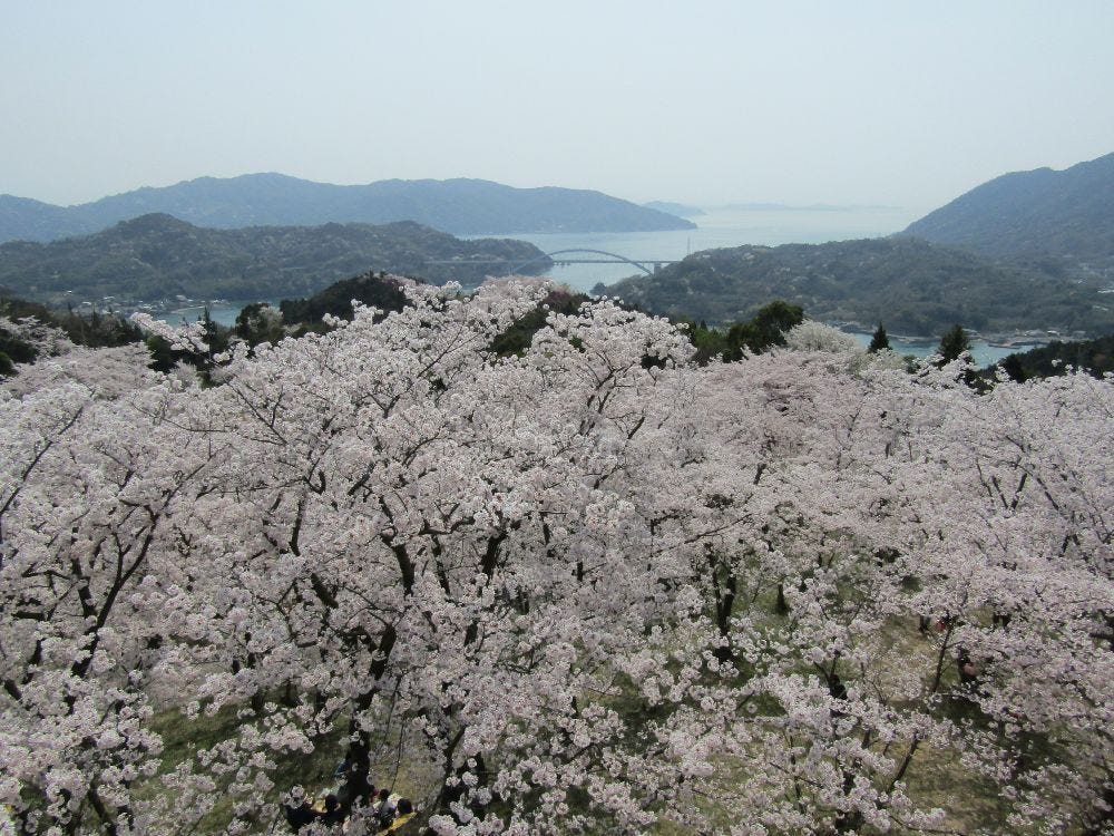 櫻花藏在藝術中 四國櫻花名所 預想日和春季美食 是日日本 Medium