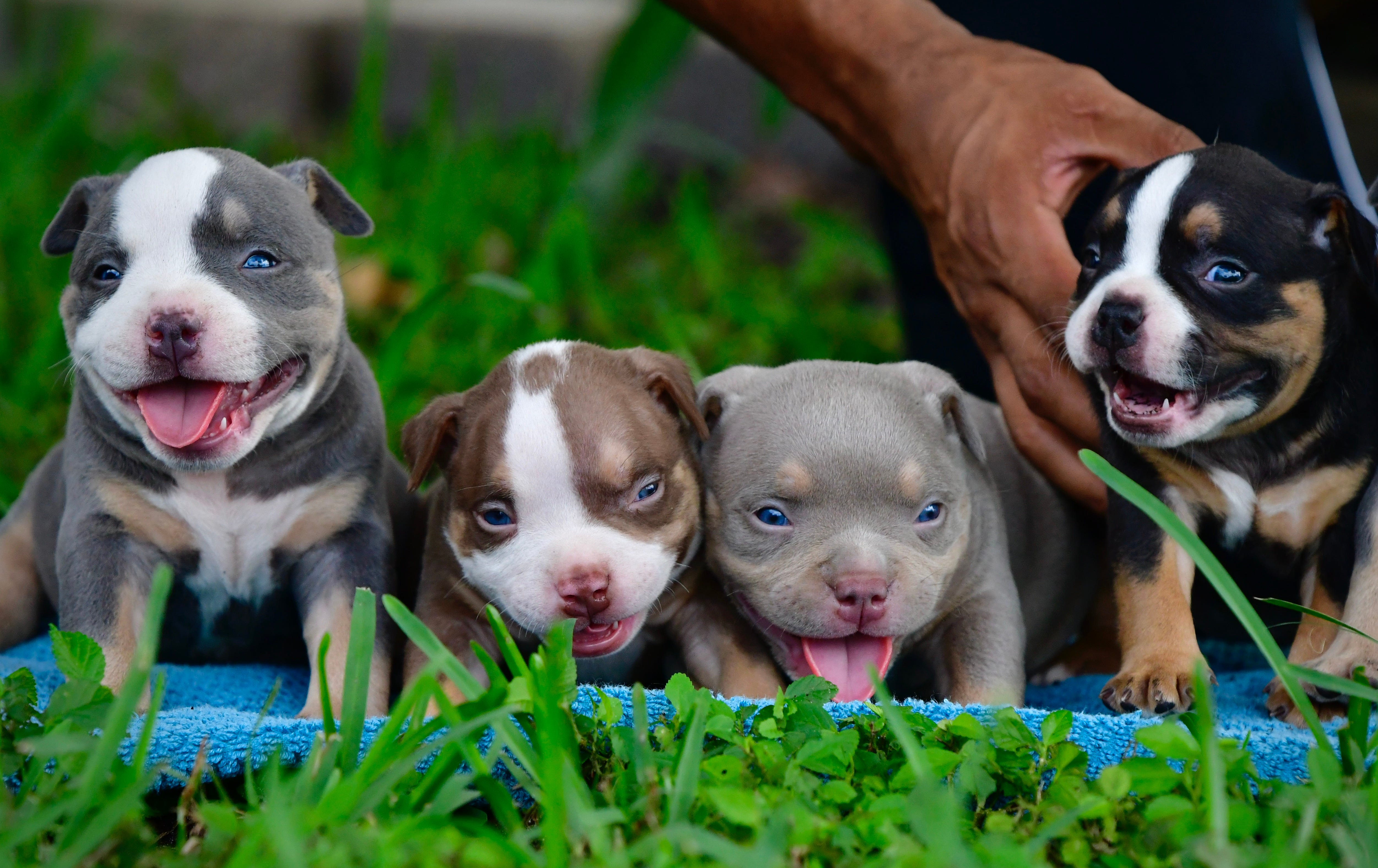 THE INCREDIBLE COLORS OF THE AMERICAN BULLY BREED | Venomline