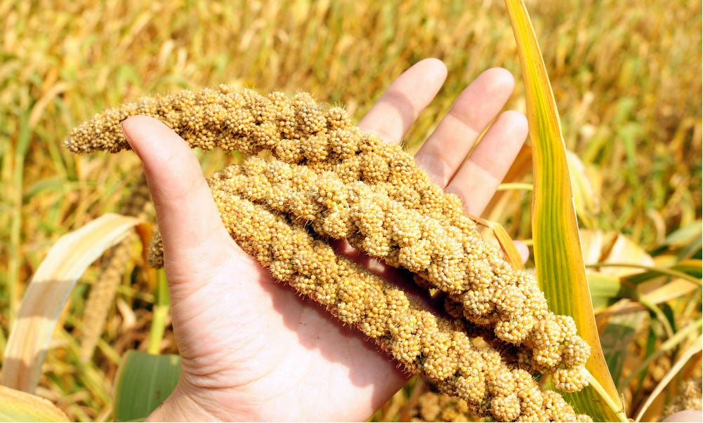 Maize plant