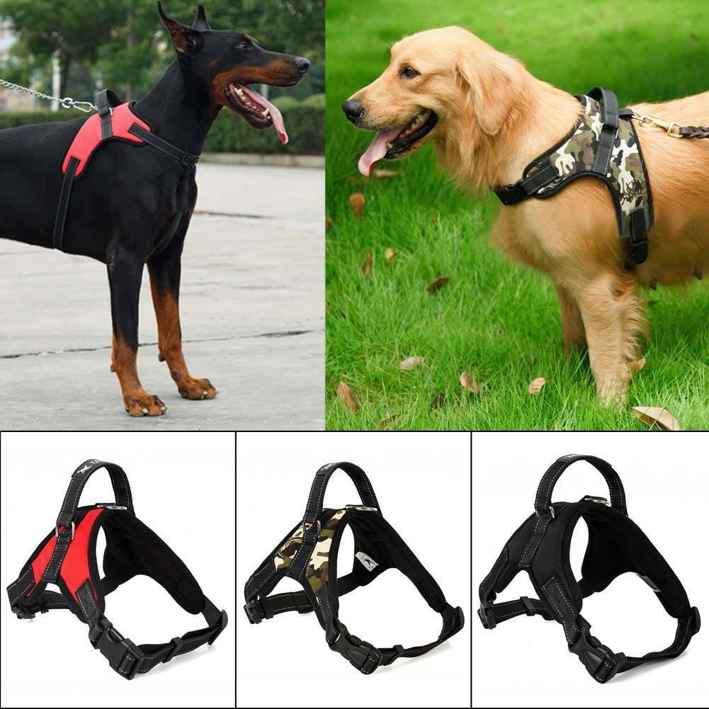 buy dog accessories online