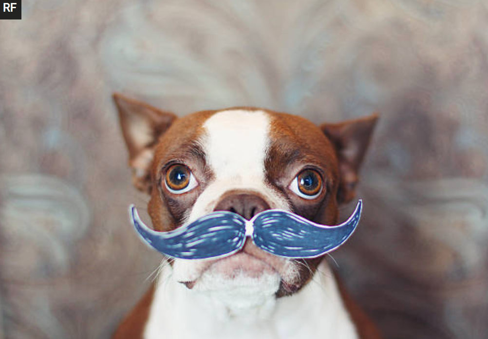 Resultado de imagen para perro con bigotes