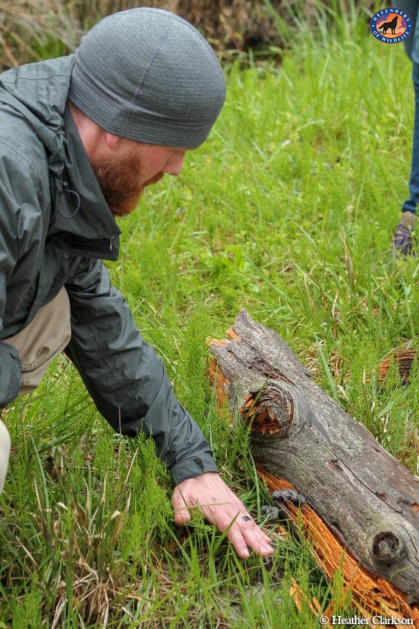 Carnivore Tracking Expedition in the Red Wolf Recovery Area | by ...