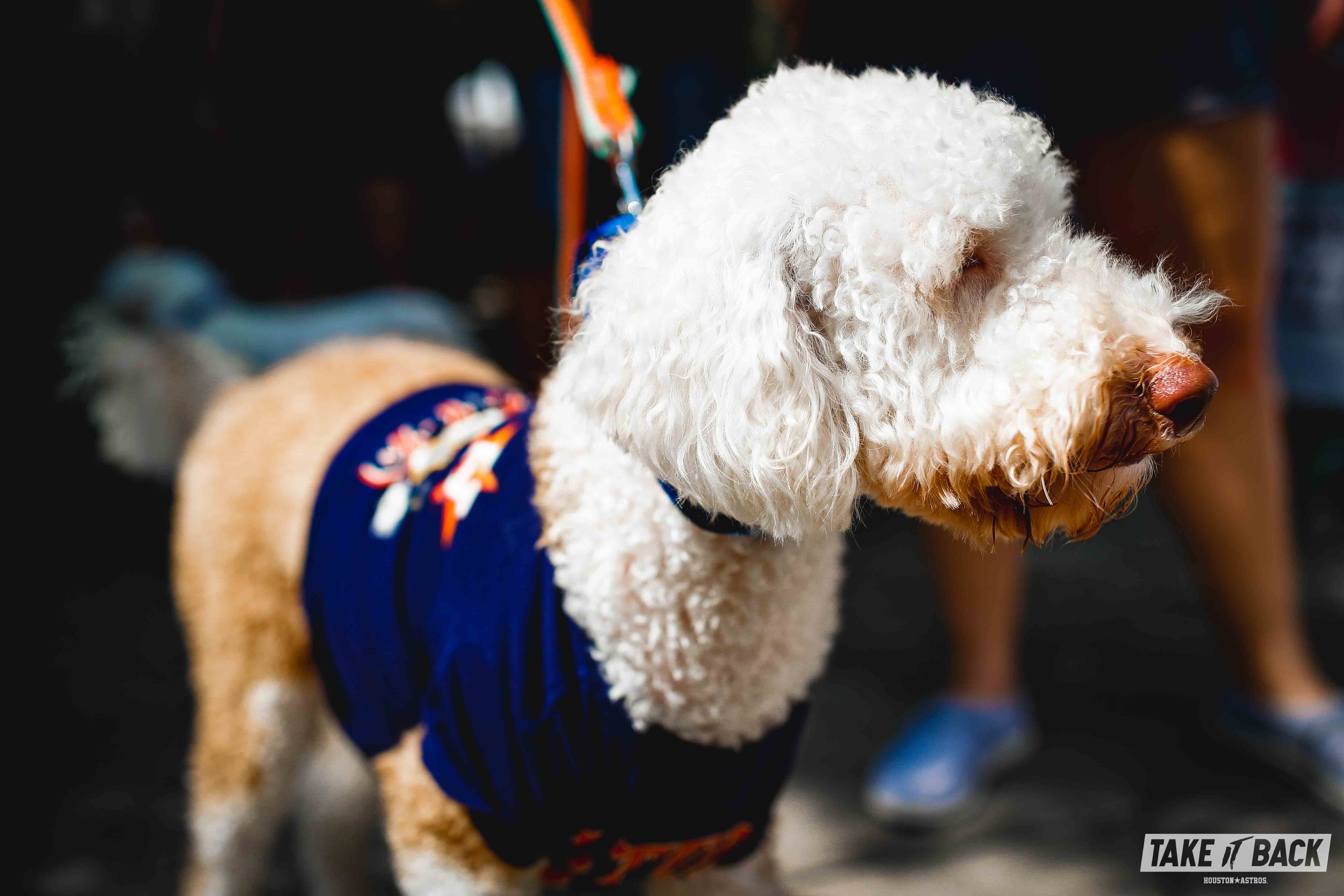 houston astros dog jersey