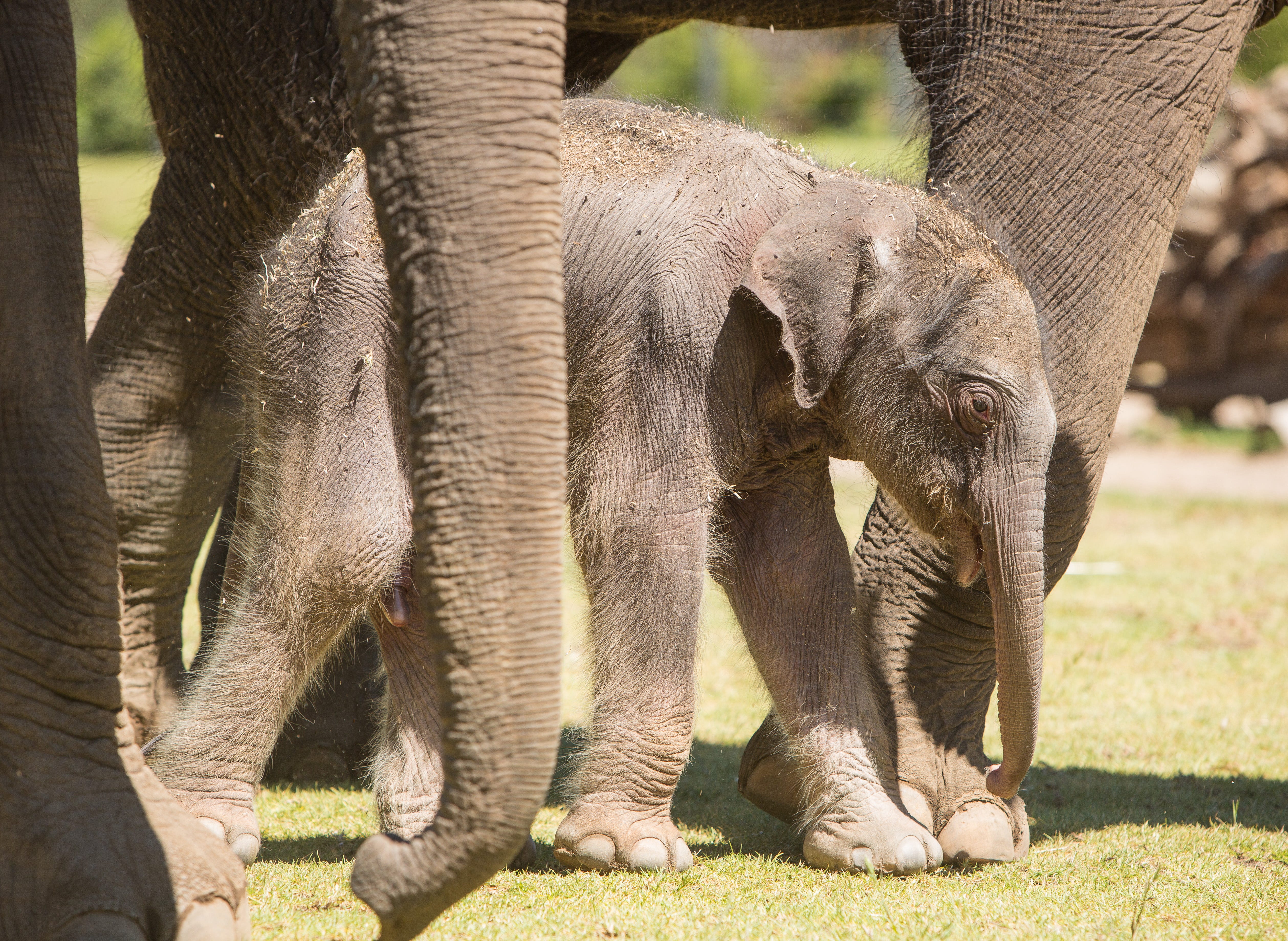 Getting Ready For The Birth Of A Baby Elephant By Taronga Conservation Society Australia For The Wild Medium