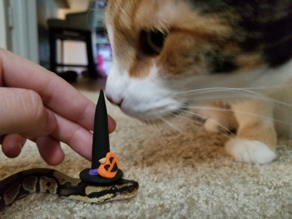 Cute Ball Python With Hat