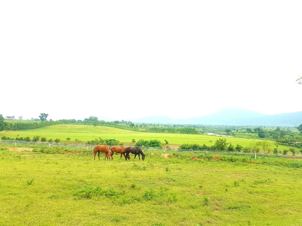 My Visit to Almat Farms. If you are a lover of nature, nice… by