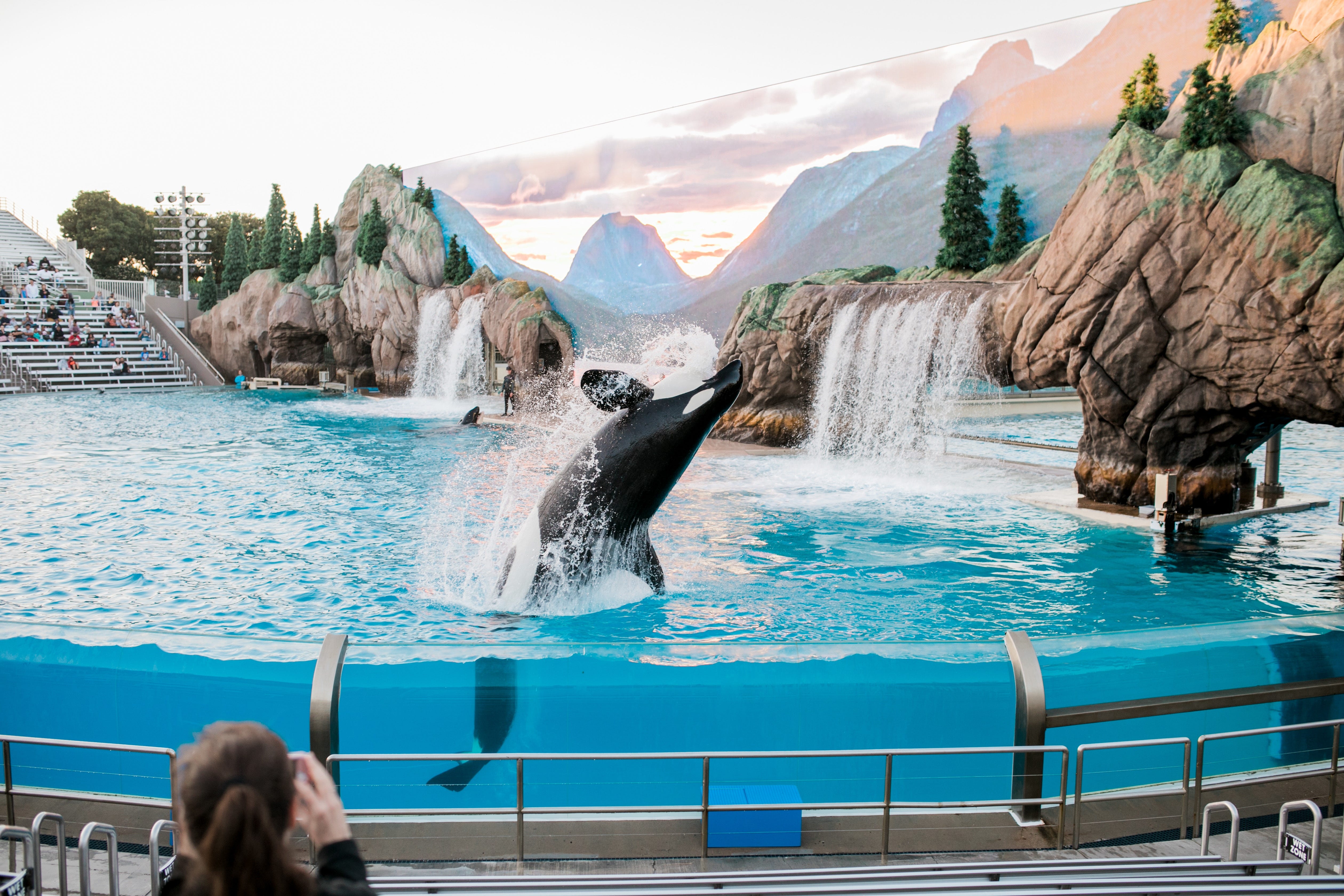 Seaworld — Friend or Foe?. The dolphin rolls onto the ledge; out… by