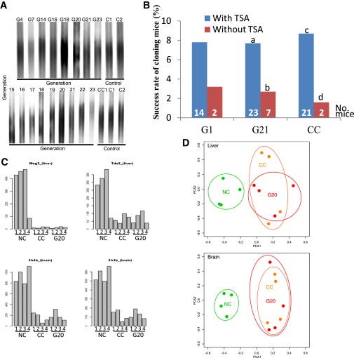 Telomeres and Cloning. Is Bret Weinstein’s finding