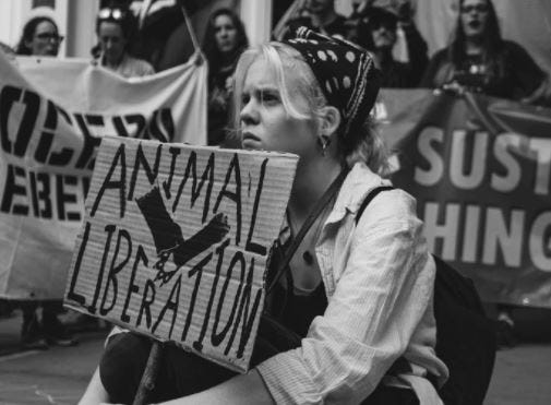 3 Mistakes I Made As An Activist — Three Important Lessons I Learned The Hard Way As An Animal Rights Protestor