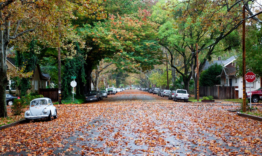 Sacramento, California’s ‘City of Trees’ by Mike McPhate The