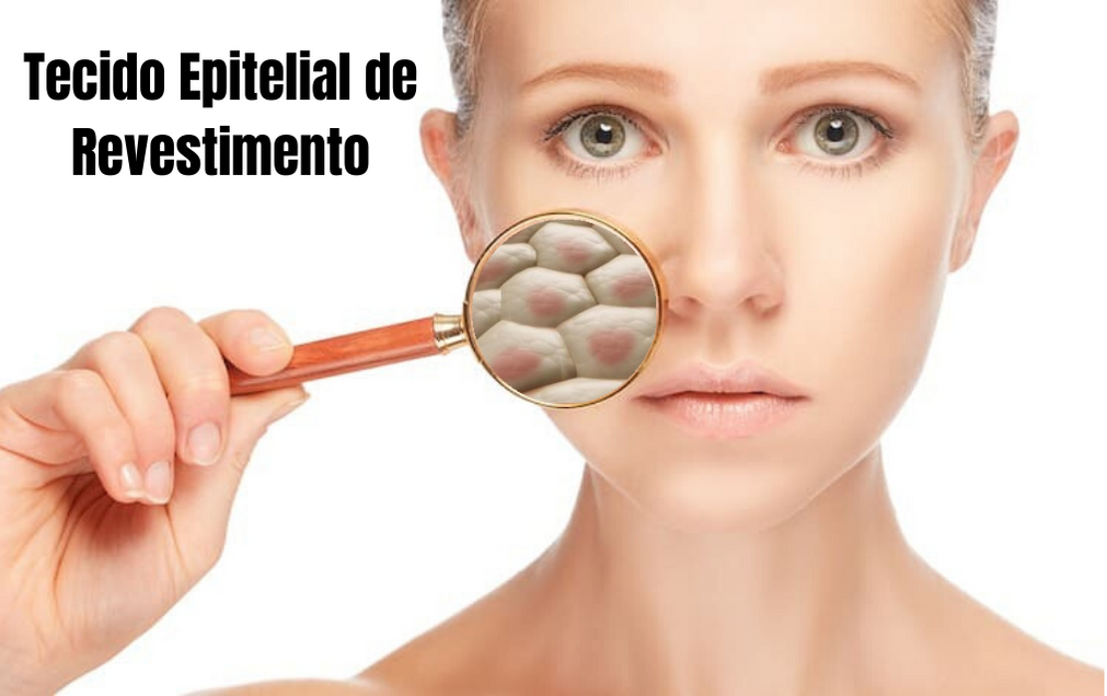 Histologia Tecido Epitelial De Revestimento By Kamilafarias Biolhar Medium