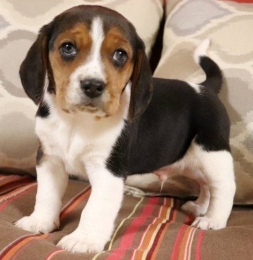 black and white beagle