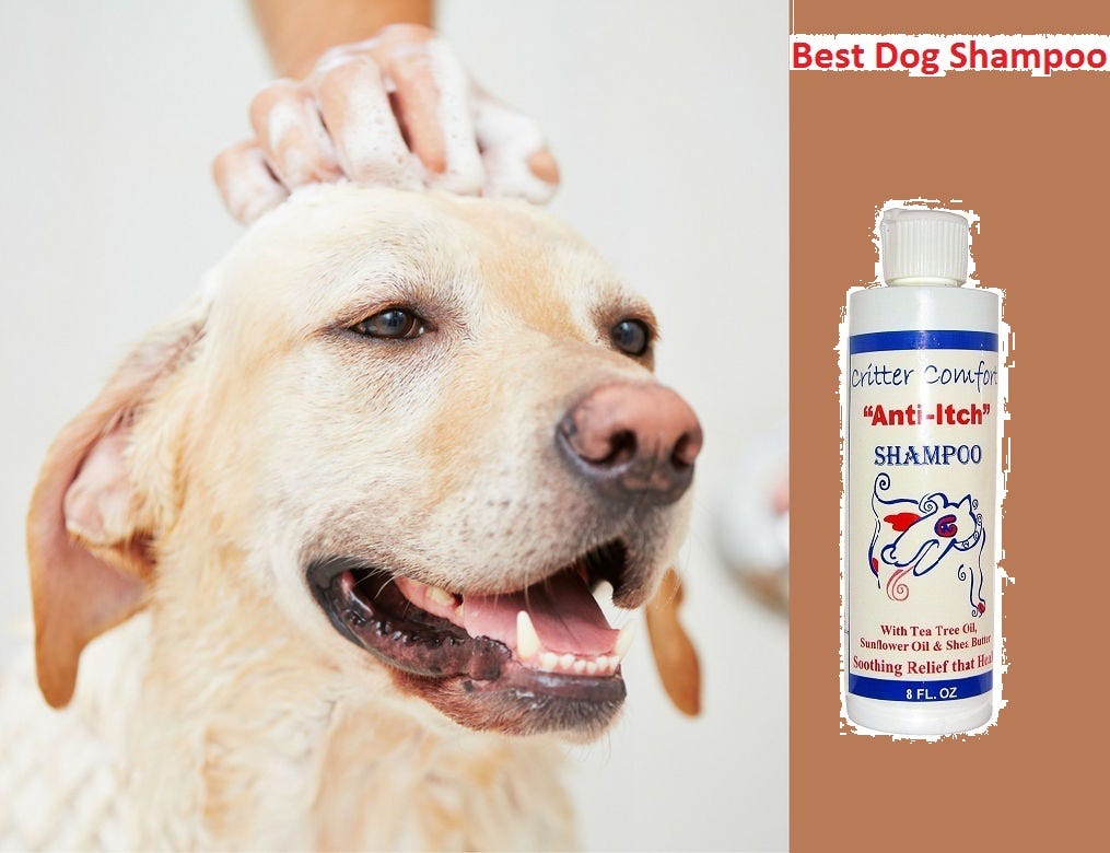 dog skin oily and itchy