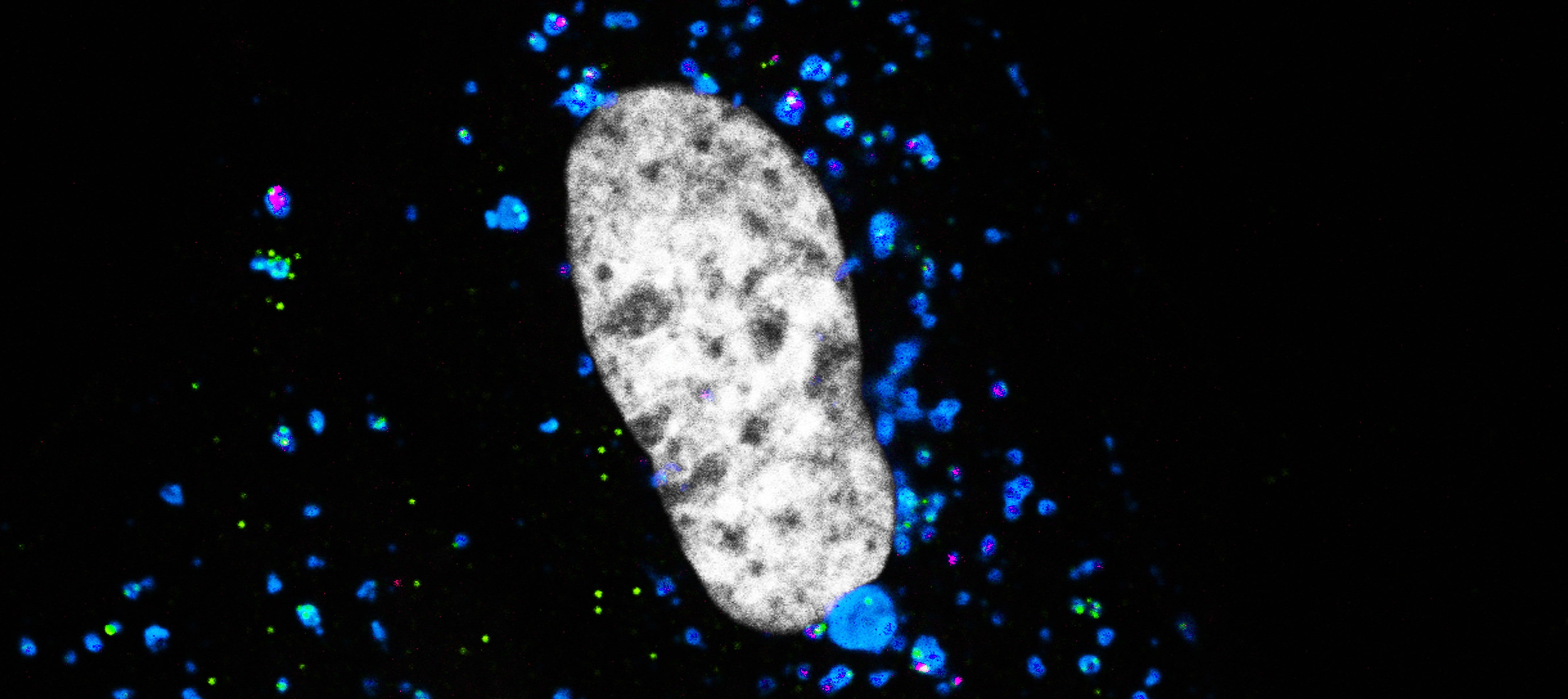 Searching For The Way In Microscopy Reveals How The Different By Elife Health And Disease Medium