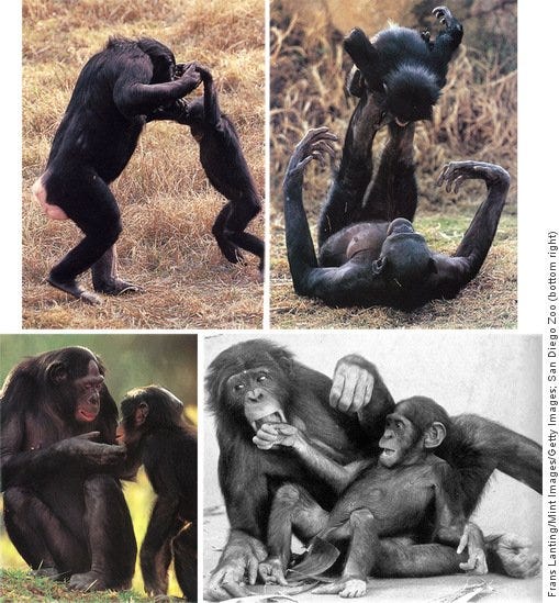 Images of bonobos nurturing their infants