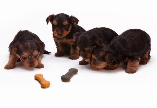 how to teach a dog its name without treats