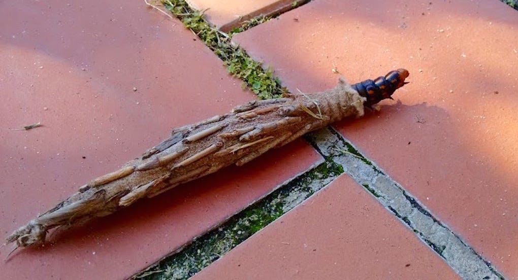 The Summer Of The Saunders Case Moth By Alessandra Bergamin Medium