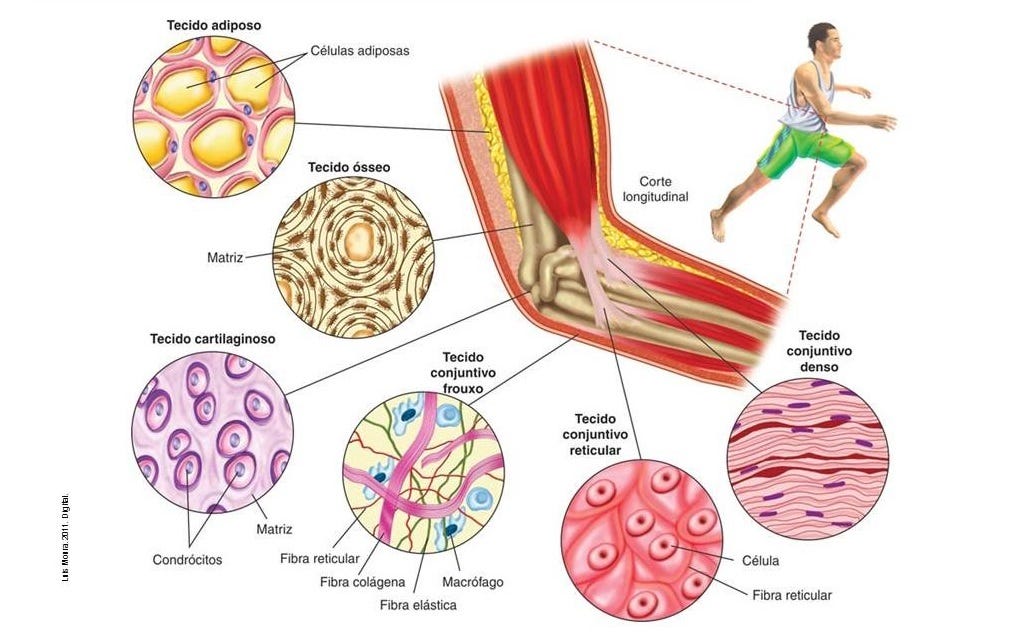 Histologia Tecido Conjuntivo E Conjuntivo Propriamente Dito By Kamilafarias Biolhar Medium Histologia Tecido Conjuntivo E Conjuntivo Propriamente Dito By Kamilafarias Biolhar Medium