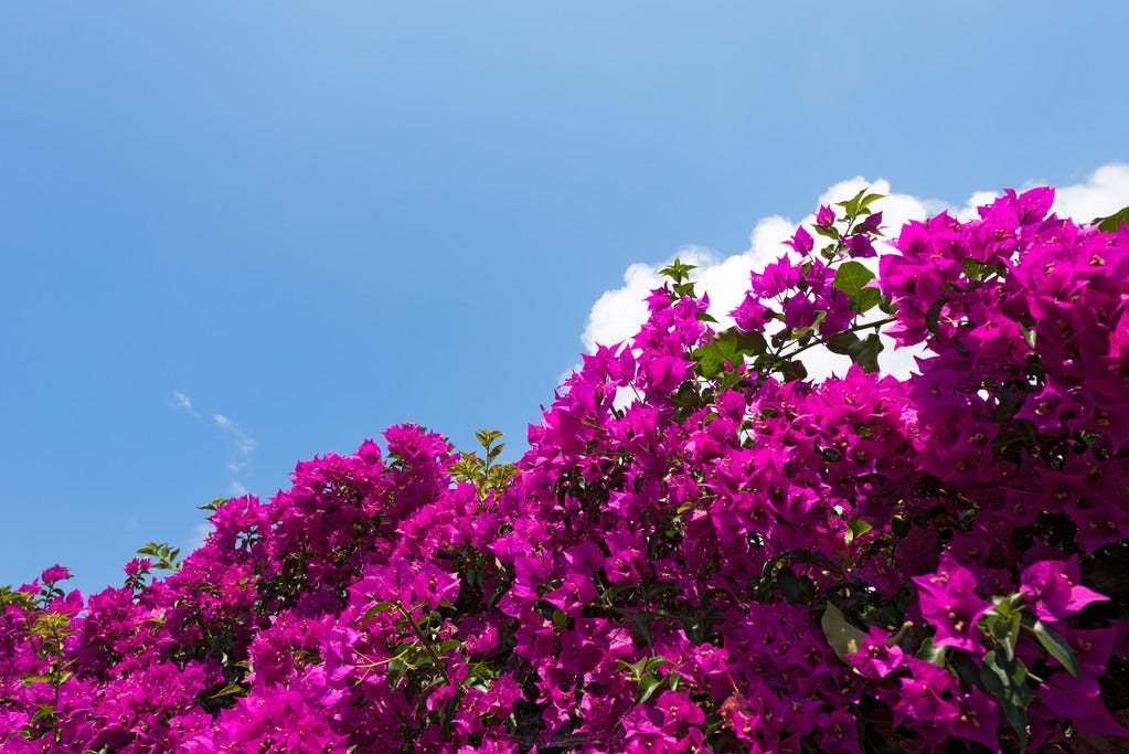 My Favorite Things To Grow In The San Francisco Bay Area By Marty my-favorite-things-to-grow-in-the-san-francisco-bay-area-by-marty