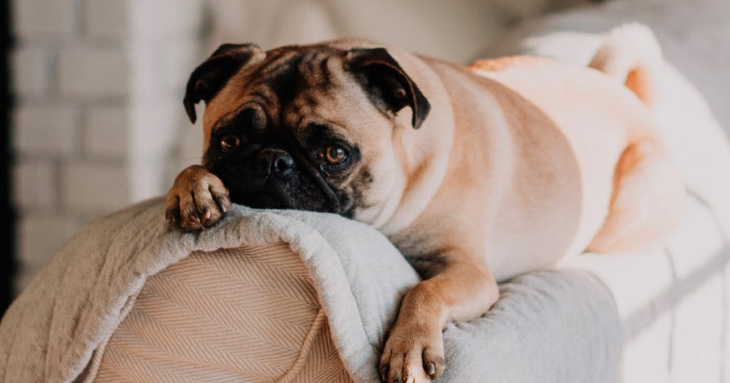 Apartment Dogs in India: 8 Breeds Suitable for Eve