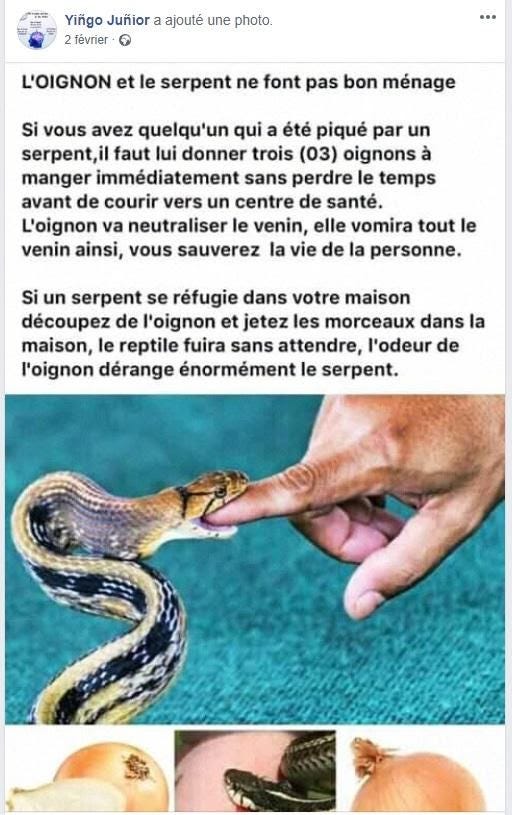 Faux L Oignon Ne Soigne Pas Les Morsures De Serpent By Pesacheck Pesacheck