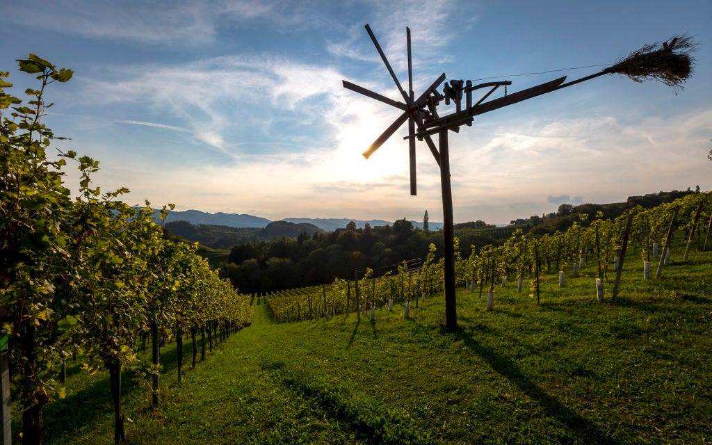 A Guide To The Grape Gruner Veltliner By Samuel Petersson Medium honoring-the-gruner-veltliner-grape-winetastingbliss