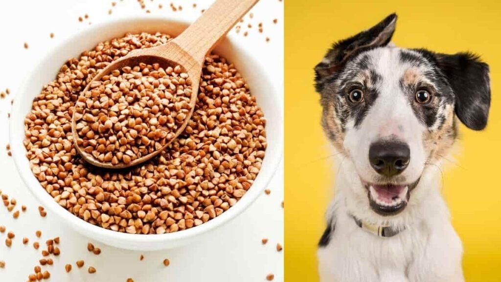 Can dogs eat buckwheat?. Can dogs eat Buckwheat? Buckwheat is… by