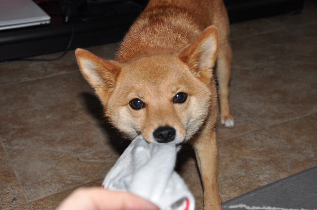 5 Dog Toys You Can Make At Home Today Waggle Blog