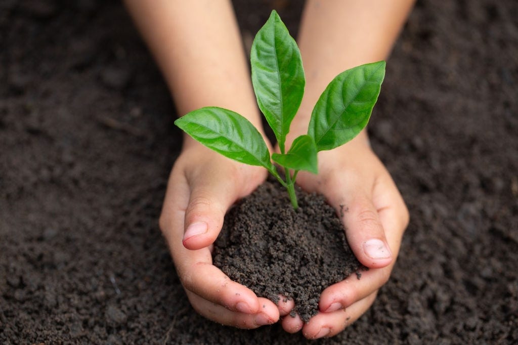 How To Protect Newly Planted Trees? Newly Planted Tree Care Guide 2021