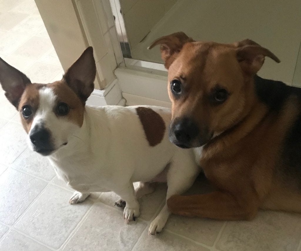 jack russell x german shepherd