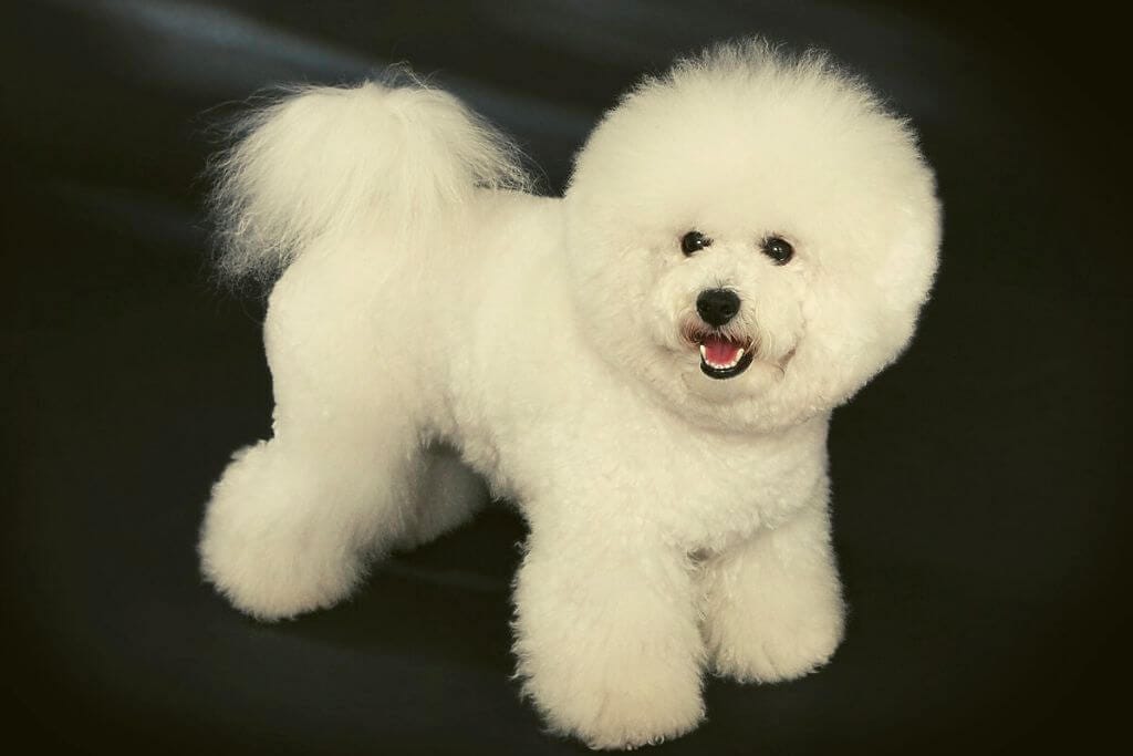 bichon frise bad breath