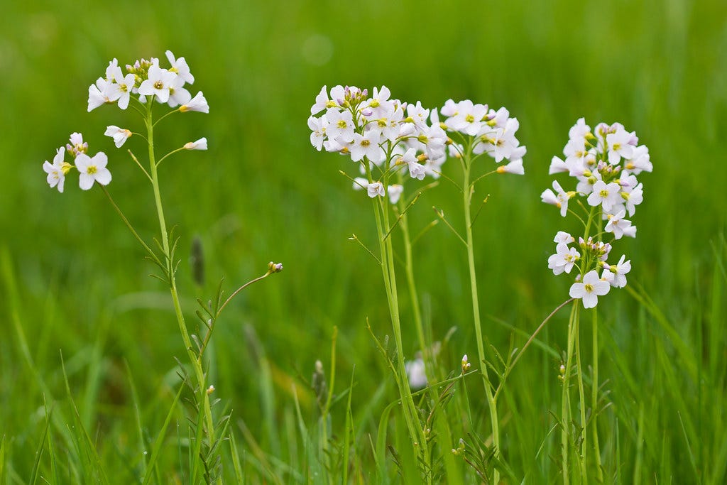 Cuckoo Flower. A wildflower that may get its name from… by John