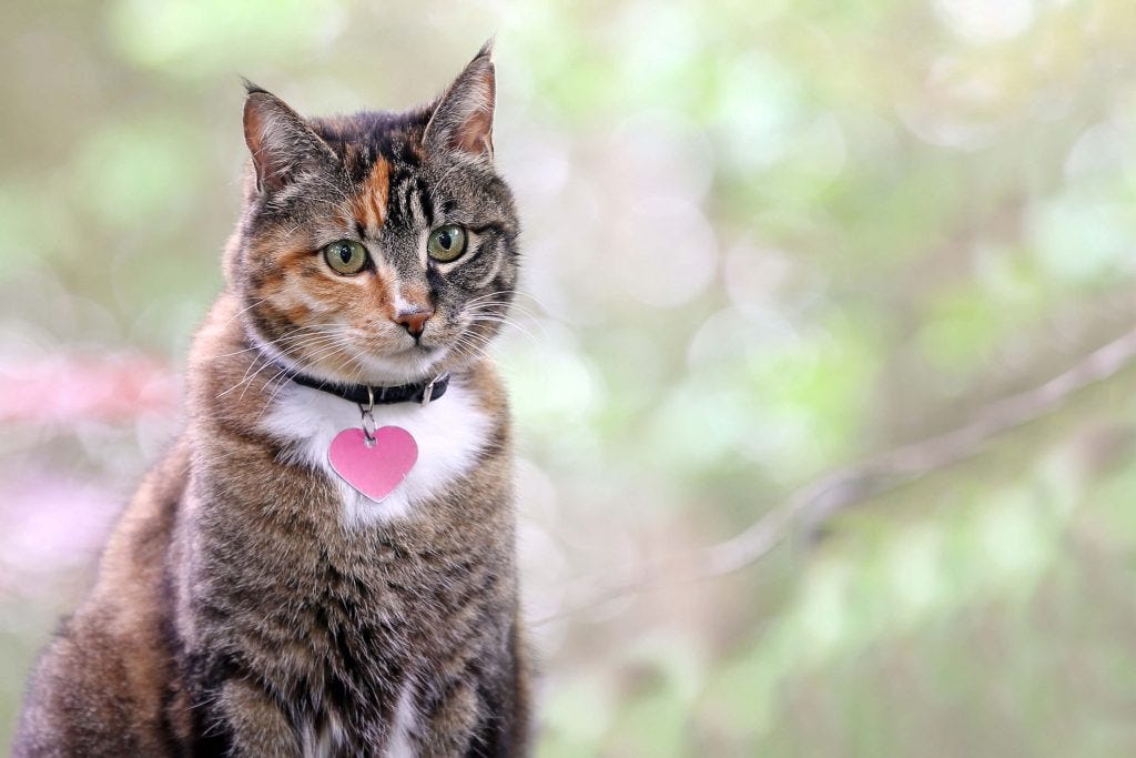 Getting your cat chipped Cat’s Best by Cat's Best UK Medium