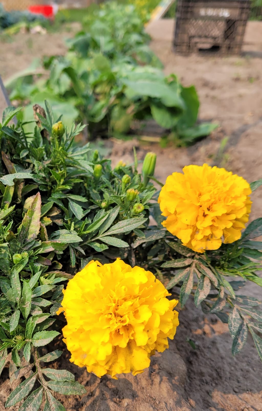 Marigolds and Old Goats.. There’s Only One Use For Flowers Here. by Linda Osipow Crazy