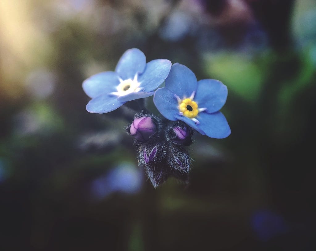 Forget Me Not Understanding Memory Loss In Dementia By Cognihealth Medium Forget Me Not Understanding Memory Loss In Dementia By Cognihealth Medium
